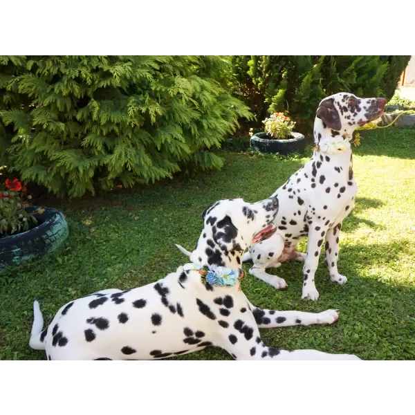 Flower accessory in white or blue for dog or cat