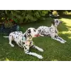 Flower accessory in white or blue for dog or cat