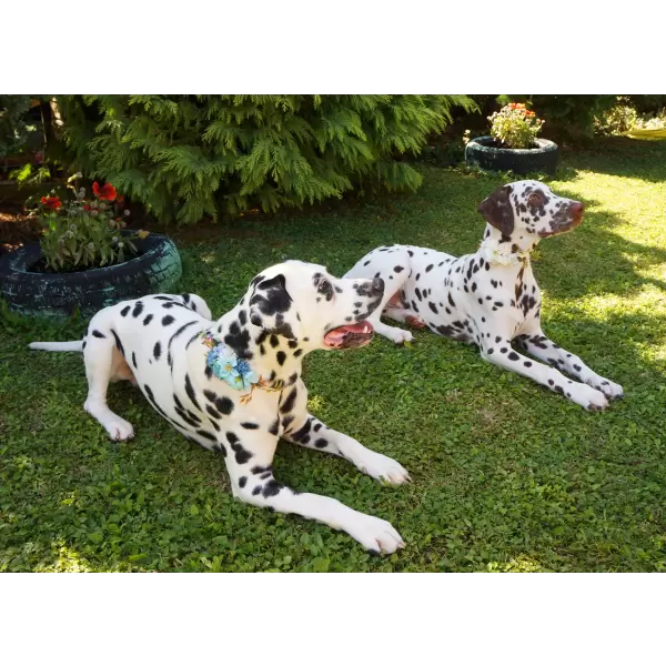 Flower accessory in white or blue for dog or cat