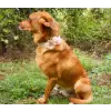Flower accessory for dog or cat