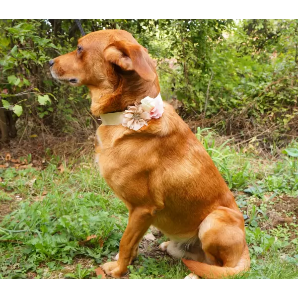 Flower accessory for dog or cat