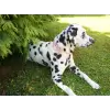 Flower accessory for dog or cat