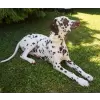 Flower accessory in white or blue for dog or cat