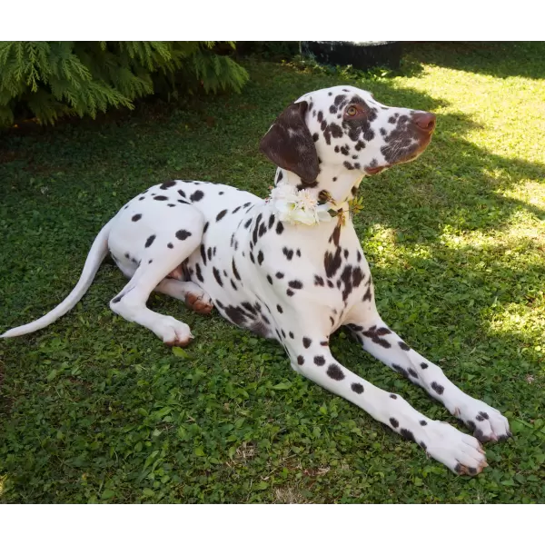 Flower accessory in white or blue for dog or cat