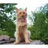 Flower accessory for dog or cat