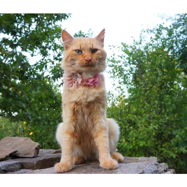 Flower accessory for dog or cat