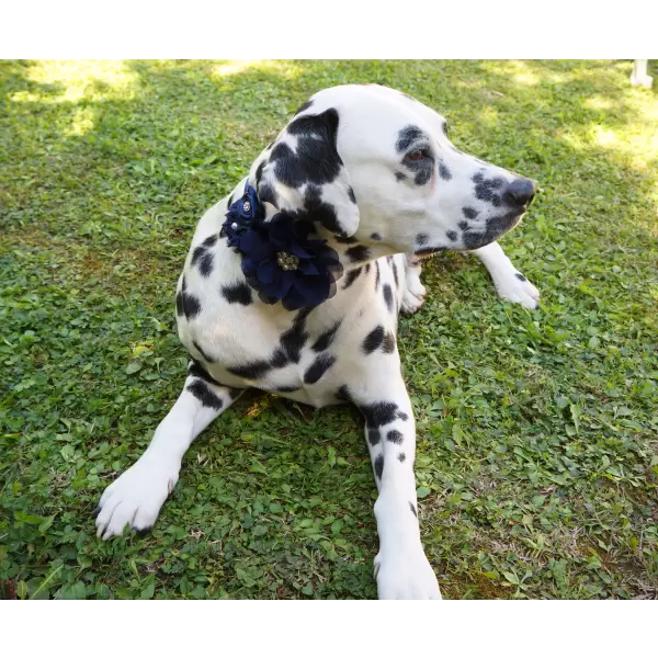 Accessory with Navy Blue Flowers for Dog or Cat