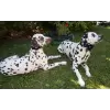Accessory with Navy Blue Flowers for Dog or Cat