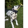 Accessory with Navy Blue Flowers for Dog or Cat