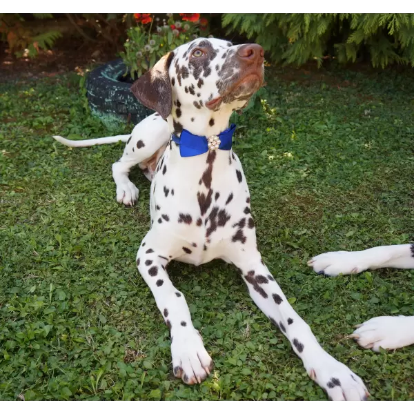 Pet Satin Bow with Pearl Centre