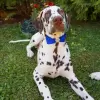 Pet Satin Bow with Pearl Centre