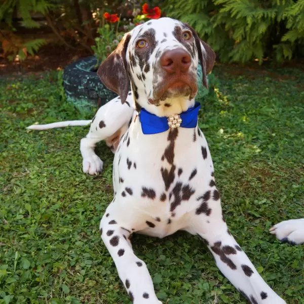 Pet Satin Bow with Pearl Centre