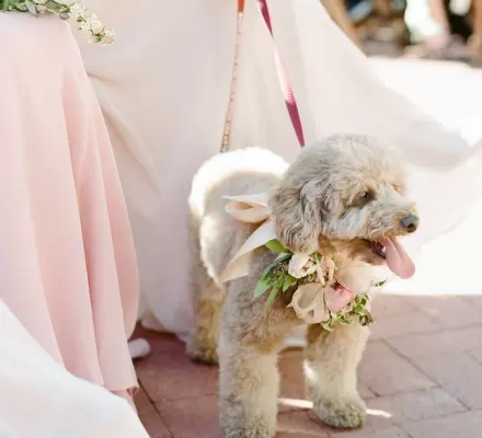 Flower pet accessories